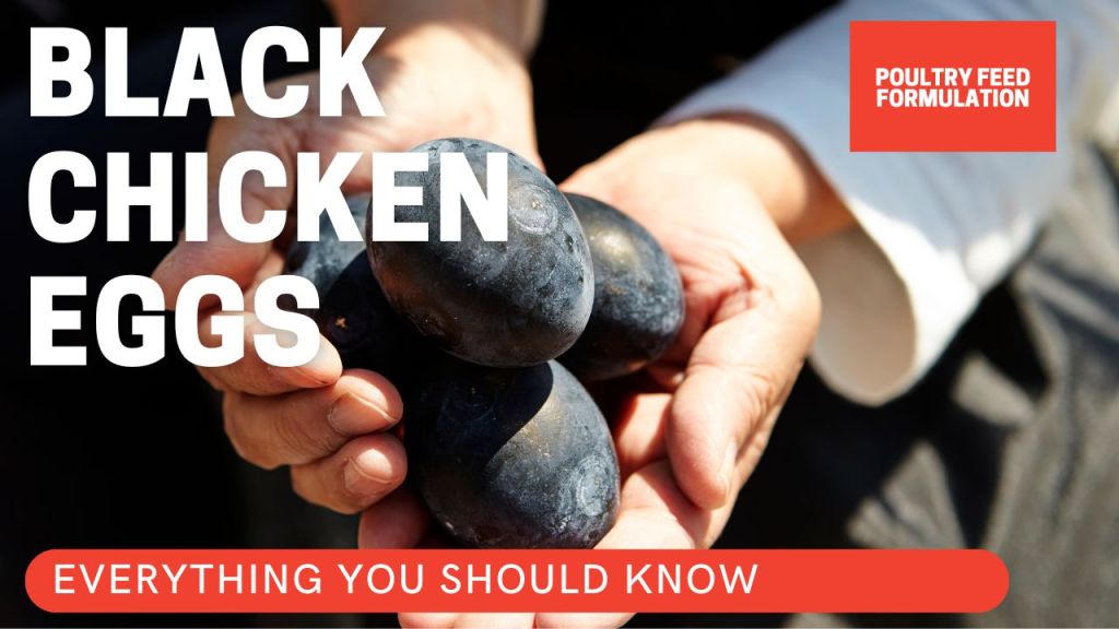 Black Chicken Eggs